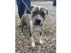 Adopt Blue a Pit Bull Terrier