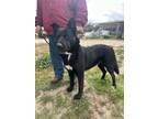 Adopt Tag a Shepherd, Black Labrador Retriever