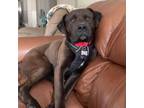 Adopt Titan a Pit Bull Terrier, Black Labrador Retriever