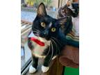 Adopt Clive the Lounger a Tuxedo, Tabby
