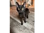 Adopt Audi a Domestic Short Hair