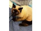 Adopt Java a Siamese