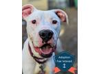 Adopt Traveler a Mixed Breed