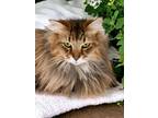Adopt Chewy a Maine Coon
