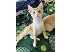 Adopt Scotch a Domestic Short Hair