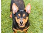 Adopt Mike a Lancashire Heeler