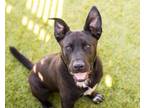 Adopt Nero a American Staffordshire Terrier, German Shepherd Dog