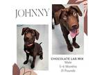 Adopt Johnny a Chocolate Labrador Retriever