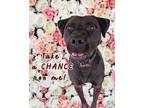 Adopt Chance a Staffordshire Bull Terrier
