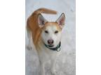Adopt Toby - Dog of The Week! a Siberian Husky