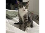 Adopt Jet a Domestic Short Hair