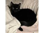 Adopt Packer a Domestic Short Hair