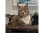 Adopt Mallory fka Stormy a Domestic Short Hair