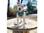 Adopt Yemen a Pit Bull Terrier