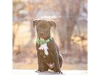 Adopt Miles a Pit Bull Terrier