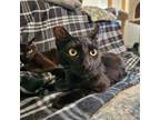 Adopt Sirius a Domestic Short Hair