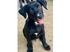 Adopt Tito a Labrador Retriever