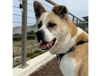 Adopt Dorian a Akita, Pit Bull Terrier