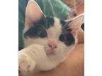 Adopt Trixy a White Domestic Shorthair cat in Colmar, PA (38588056)