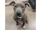 Adopt [phone removed] "Matty" a Pit Bull Terrier, Plott Hound