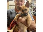 Adopt Creed a Tan/Yellow/Fawn - with Black German Shepherd Dog dog in