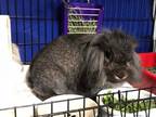 Adopt Dalton a American Fuzzy Lop, Lionhead