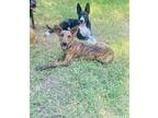 Adopt Tigreso a Brown/Chocolate Labrador Retriever / Mixed Breed (Medium) dog in