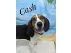 Adopt Cash a Hound (Unknown Type) / Mixed dog in Lagrange, IN (38509686)