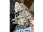 Adopt Lucky Charms a Gray, Blue or Silver Tabby Domestic Shorthair cat in