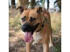 Adopt Chewy aka Jason a Brown/Chocolate Anatolian Shepherd / Pit Bull Terrier /