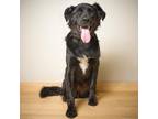 Adopt Meteor D220491 a Black Husky / Mixed dog in Minnetonka, MN (38556910)