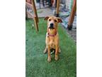 Adopt Hammie Ham Bone a Tan/Yellow/Fawn Bloodhound dog in Provo, UT (38720543)