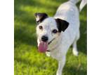 Adopt Chiquita a Tan/Yellow/Fawn Rat Terrier dog in Henderson, NV (37348061)