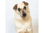 Adopt Kazaam a Australian Cattle Dog / Mixed dog in Fort Lupton, CO (36379019)