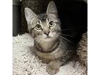 Adopt Marbles a Brown Tabby Domestic Shorthair / Mixed cat in Merriam