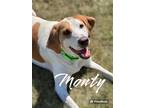 Adopt MONTY a Treeing Walker Coonhound / Mixed Breed (Medium) / Mixed dog in