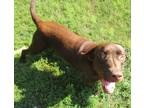 Adopt Bubba a Brown/Chocolate Labrador Retriever / Mixed dog in Grovertown