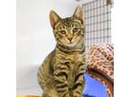 Adopt Struesel a Domestic Shorthair / Mixed (short coat) cat in Ewing