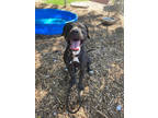 Adopt Tobias a Black Mixed Breed (Large) / Mixed dog in Cincinnati