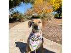 Adopt Brody 10-20-22 a Brown/Chocolate Vizsla / Weimaraner / Mixed dog in