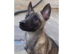 Adopt Dolce - located in Texas a Belgian Malinois / Mixed dog in Imlay City