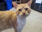Adopt Mack a Orange or Red Tabby Domestic Shorthair (short coat) cat in Virginia