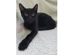 Adopt Georgia a All Black Domestic Shorthair cat in Colmar, PA (38556326)