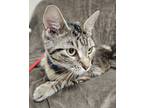 Adopt Fifi a All Black Domestic Shorthair / Domestic Shorthair / Mixed cat in