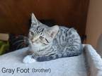 Adopt Greyfoot a Spotted Tabby/Leopard Spotted Domestic Shorthair / Mixed (short