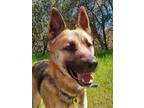 Adopt Christopher a Black - with Tan, Yellow or Fawn German Shepherd Dog dog in