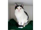Adopt Stream a Domestic Shorthair / Mixed (short coat) cat in Dearborn