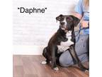 Adopt Daphne a Black Terrier (Unknown Type, Small) / Mixed dog in Montgomery