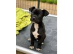 Adopt Taquito a American Staffordshire Terrier, Mixed Breed