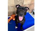Adopt Zombie a Black American Pit Bull Terrier / Mixed dog in Fort Worth